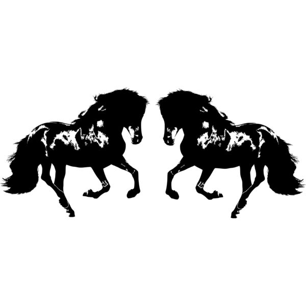 black brumbies Thumbnail